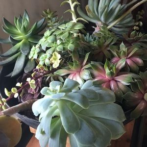 Meet your Posher, Robin